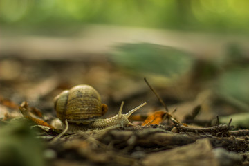 soft focus snail animal portrait move through falling leaves on ground in outdoor park natural environment on unfocused blurred colorful background