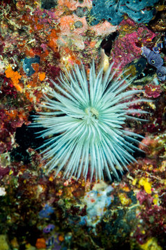 common feather duster worm