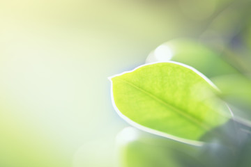 green leaf on blur background and sunshine