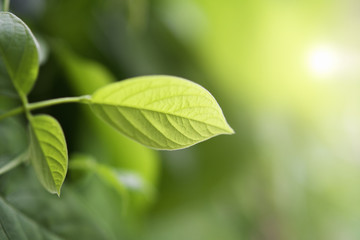 green leaf with morning light background in nature