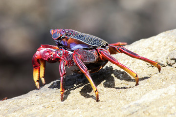 TIERE_6253_rote_Klippenkrabbe