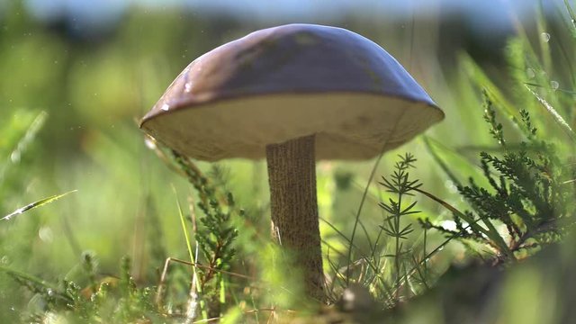 Mist and water drops on a bolete mushroom, slow motion sunny day bokeh.