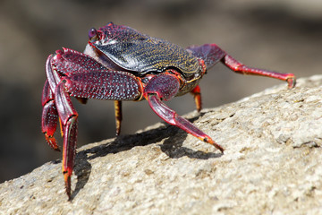 TIERE_6267_rote_Klippenkrabbe