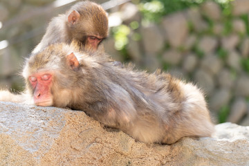 リラックスする猿