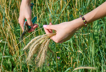 Fototapeta na wymiar Hands of a young woman gathering and cutting wheat on the field