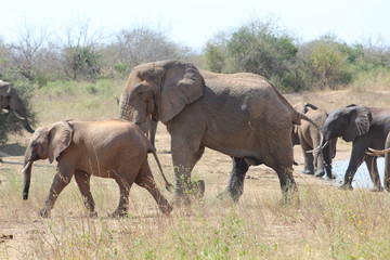 Fototapeta premium tzavo