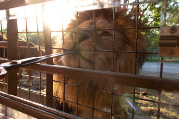餌にかぶりつくライオン