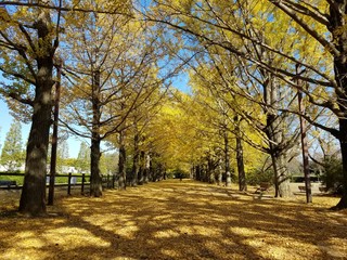 イチョウ並木/ginkgo trees