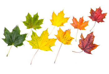 autumn fallen maple leaves isolated on white background