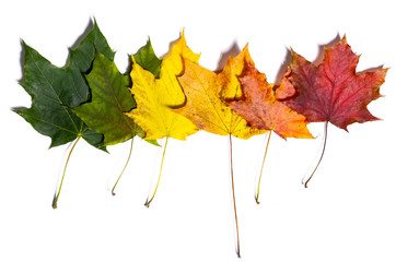 autumn fallen maple leaves isolated on white background