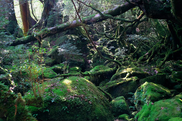 屋久島/yakushima island