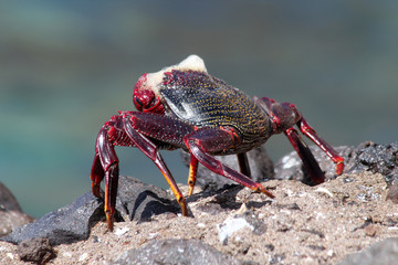 TIERE_6369_rote_Klippenkrabbe