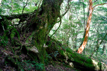 Fototapeta premium 屋久島/yakushima island
