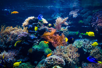 Naklejka na ściany i meble Colorful coral reef with fish and stone