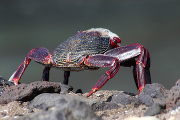 TIERE_6376_rote_Klippenkrabbe