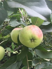 Apples on a tree