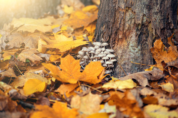 Mushrooms near tree among colorful yellow and orange fallen leaves. Autumn background