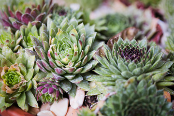 Fototapeta premium Sempervivum in nature