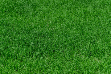 Green grass background texture