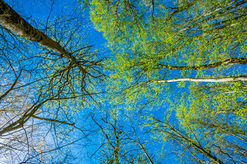 Fototapeta premium Green Tree Forest