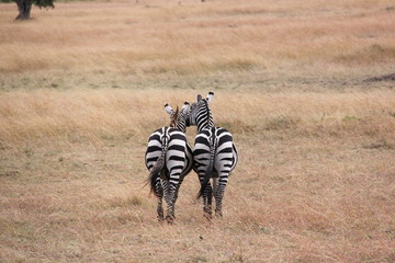 Zebra, Pärchen, von hinten, Serengeti, Kenia, Afrika