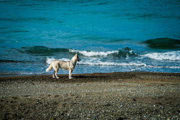 Huskies on a beach