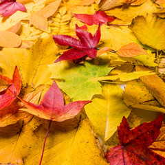 Autumn Leaves Background. leaves floral natural background