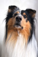 Wachhund,hund, collie, haustier, tier, shetland sheepdog, schäferhund, canino, portrait, breed, weiß, shetland, hübsch, säugetier, rau, fell, braun, pelzig, hirte, kleines mädchen, 