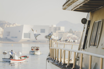 Photographs of seagulls in the port of Aguilas, Murcia