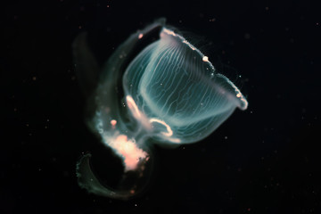 Obraz premium Close-up picture of beautiful jellyfish floating in ocean