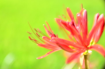 彼岸花