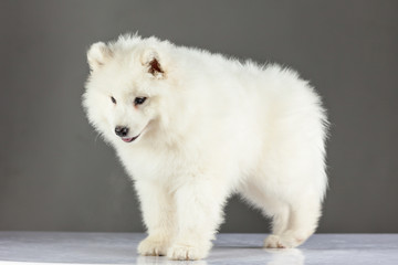 Samoyed puppy dog.