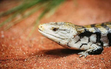 Popular pet gecko, gecko a night active lizard