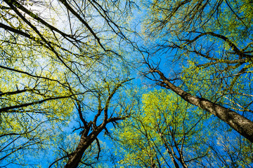 Bottom view of tall old trees in  forest. Blue sky in background