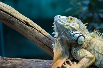 Green Iguana on branch