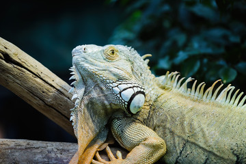 Green iguana standing on a branch