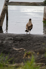 bird