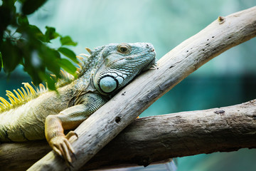 Green iguana climbing on a branch, close-up