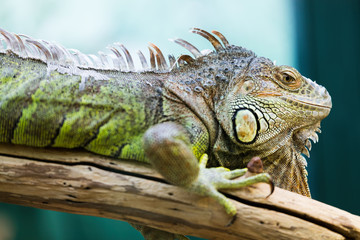 Green Iguana on branch