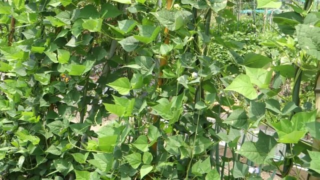 真夏の家庭菜園、花も咲いてるインゲン豆の風景