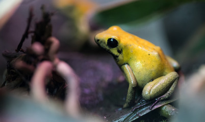 Poison frog very poisonous animal with warning colors