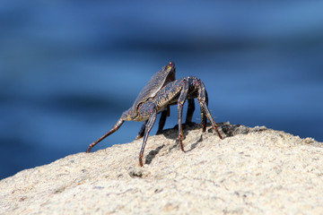 TIERE_5844_rote_Klippenkrabbe