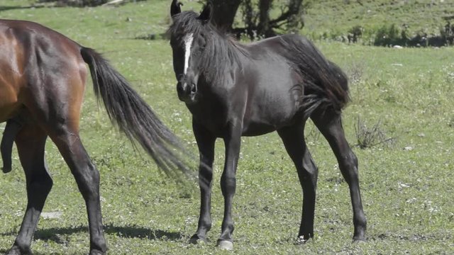 growing black foal in the wild with his father