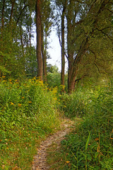  Isarauen, Bavaria, walking on a green trail on the banks of Isar river near Munich covered by lush vegetation