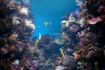 Fototapeta na wymiar Floating between algae and coral exotic fish in an aquarium in Barcelona.