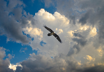 Gipeto Barbuto vola nelle valli del parco del Gran Paradiso