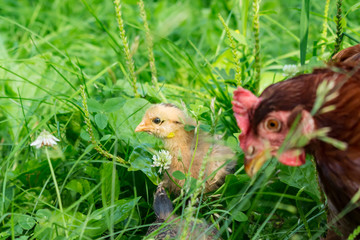 Little free-range chick in tall grass with the mother hen in the foreground. Cage free, pasture raised little baby chicken with concepts of humane, ethical treatment of animals, family farm, nature
