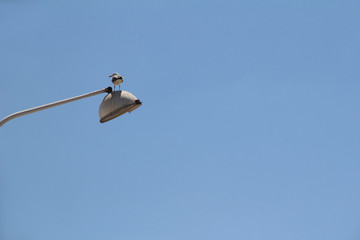 Seagull resting on streetlight with blue sky background