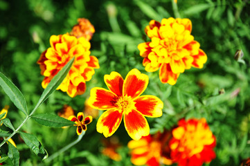 Tagetes flower in flowerbed
