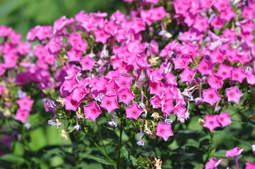 Withered phlox flower